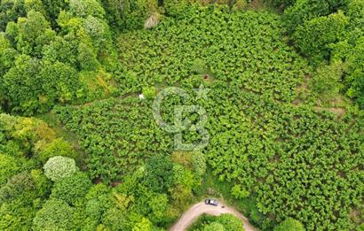 Sakarya Akyazı Bıçkıdere de 7100m2 %5 İmarlı Tarla