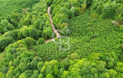 Sakarya Akyazı Bıçkıdere de 7100m2 %5 İmarlı Tarla