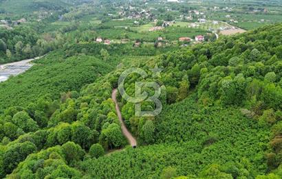 Sakarya Akyazı Bıçkıdere de 7100m2 %5 İmarlı Tarla