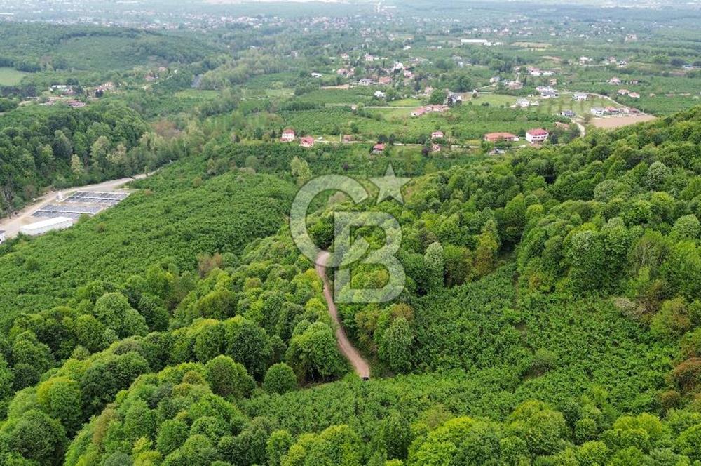 Sakarya Akyazı Bıçkıdere de 7100m2 %5 İmarlı Tarla