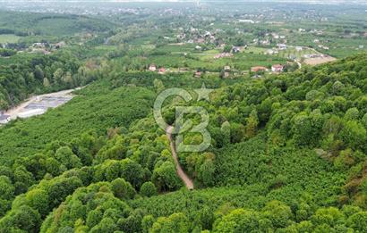 Sakarya Akyazı Bıçkıdere de 7100m2 %5 İmarlı Tarla