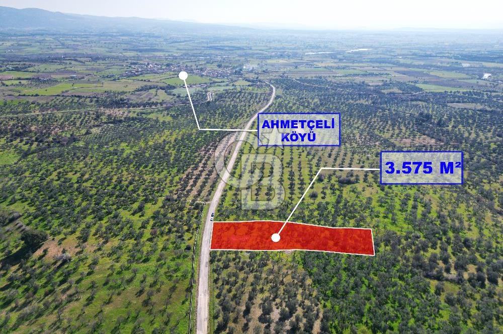 ÇANAKKALE BAYRAMİÇ AHMETÇE SATILIK ZEYTİNLİK