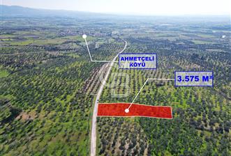 ÇANAKKALE BAYRAMİÇ AHMETÇE SATILIK ZEYTİNLİK - 1 - 341473