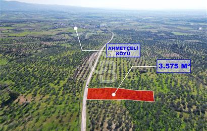 ÇANAKKALE BAYRAMİÇ AHMETÇE SATILIK ZEYTİNLİK