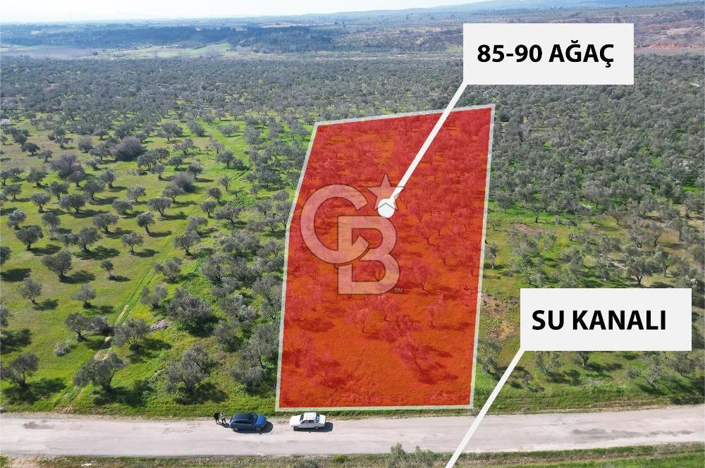 ÇANAKKALE BAYRAMİÇ AHMETÇE SATILIK ZEYTİNLİK