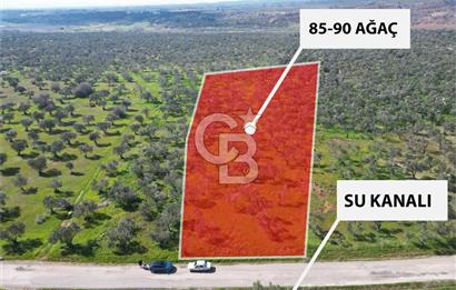 ÇANAKKALE BAYRAMİÇ AHMETÇE SATILIK ZEYTİNLİK