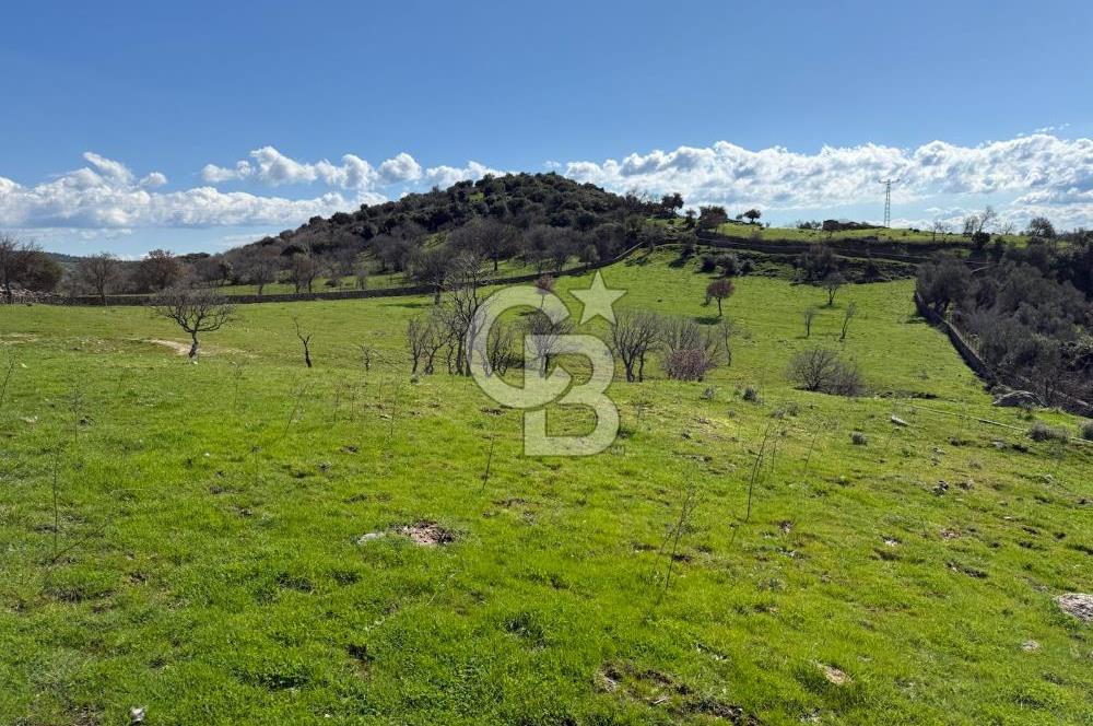 ÇANAKKALE AYVACIK KULFAL KÖYÜNDE SATILIK TARLA