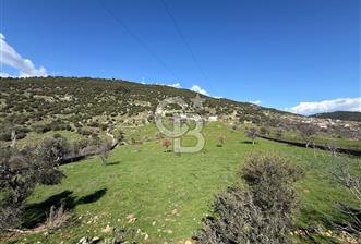 ÇANAKKALE AYVACIK KULFAL KÖYÜNDE SATILIK TARLA - 2 - 341506