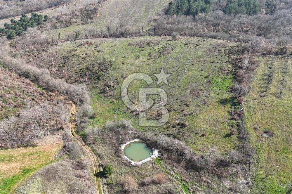 ÇANAKKALE BİGA HARMANLIK KÖYÜ 27.150 M2 SATILIK CEVİZLİK