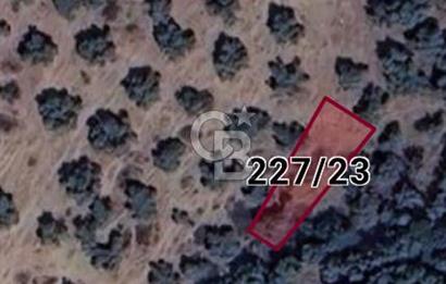 MİLAS SATILIK ZEYTİNLİK 255.000 TL BAFA MAH