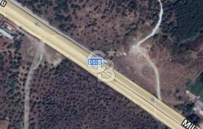 MİLAS SATILIK ZEYTİNLİK 255.000 TL BAFA MAH