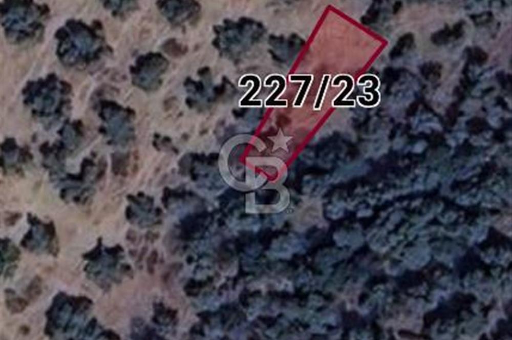 MİLAS SATILIK ZEYTİNLİK 255.000 TL BAFA MAH