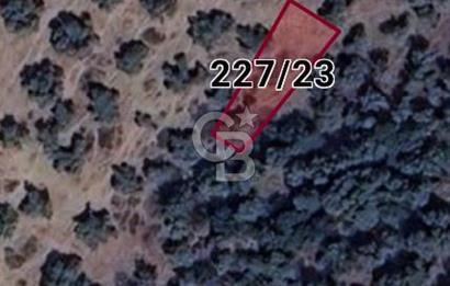 MİLAS SATILIK ZEYTİNLİK 255.000 TL BAFA MAH