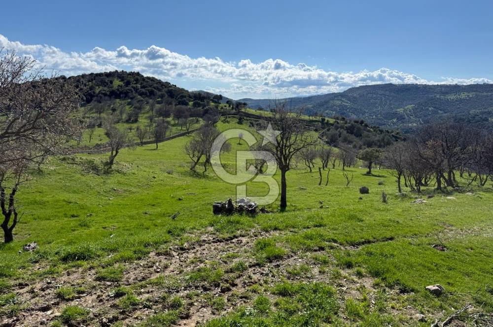 ÇANAKKALE AYVACIK KULFAL KÖYÜNDE SATILIK TARLA