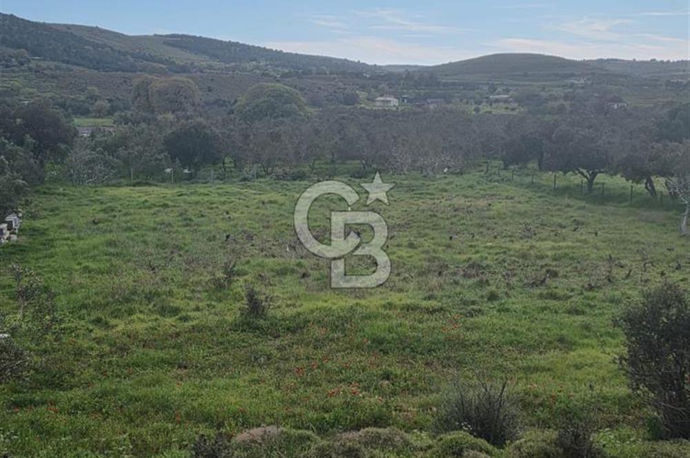 ÇANAKKALE BOZCAADA İMAR SINIRINA YAKIN KONUMDA SATILIK BAĞ