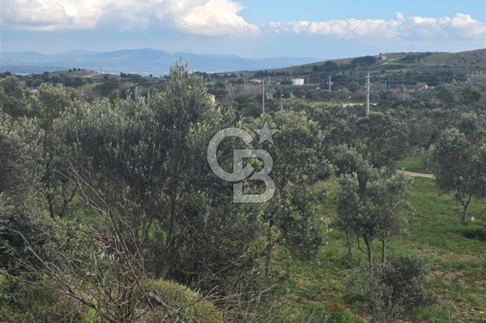 ÇANAKKALE BOZCAADA İMAR SINIRINA YAKIN KONUMDA SATILIK BAĞ