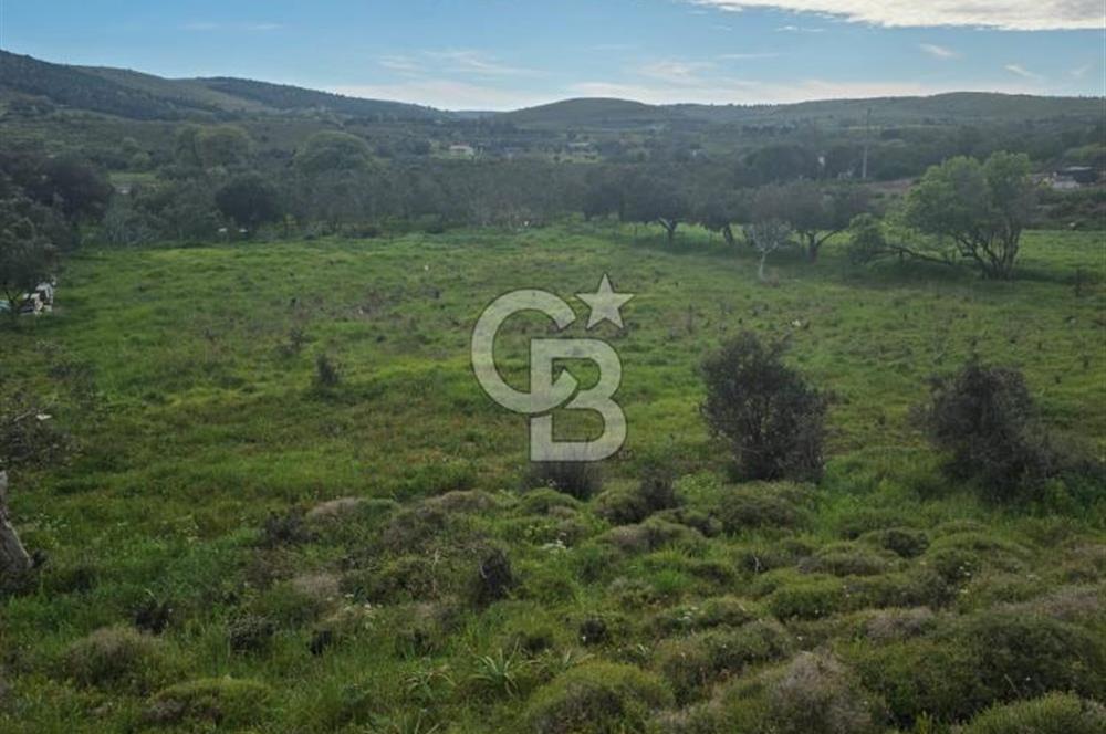 ÇANAKKALE BOZCAADA İMAR SINIRINA YAKIN KONUMDA SATILIK BAĞ