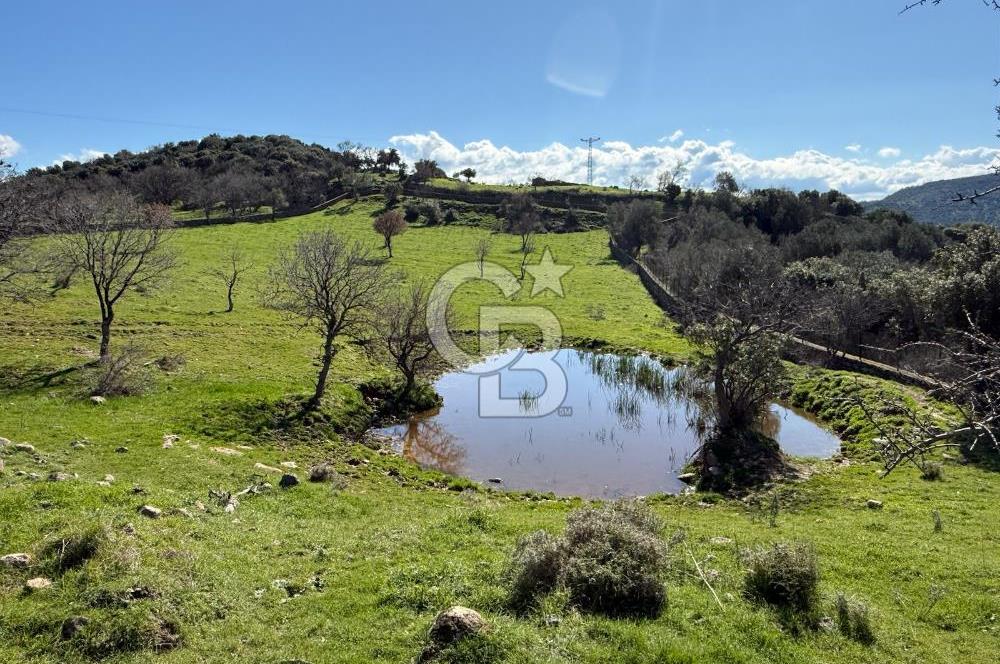 ÇANAKKALE AYVACIK KULFAL KÖYÜNDE SATILIK TARLA
