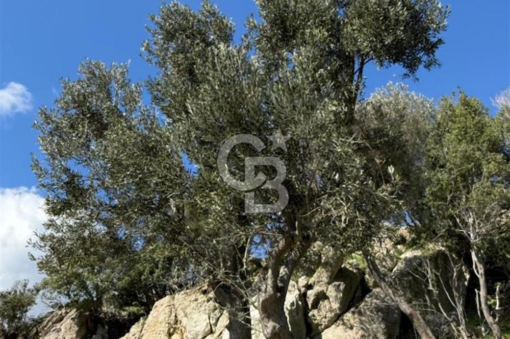 ÇANAKKALE AYVACIK KULFAL KÖYÜNDE SATILIK TARLA