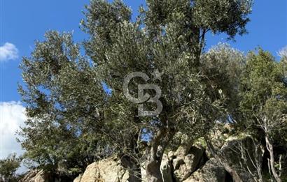 ÇANAKKALE AYVACIK KULFAL KÖYÜNDE SATILIK TARLA