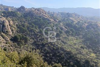 MUĞLA'DA 7 DÖNÜM ZEYTİNLİK - 5 - 341757