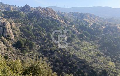 MUĞLA'DA 7 DÖNÜM ZEYTİNLİK