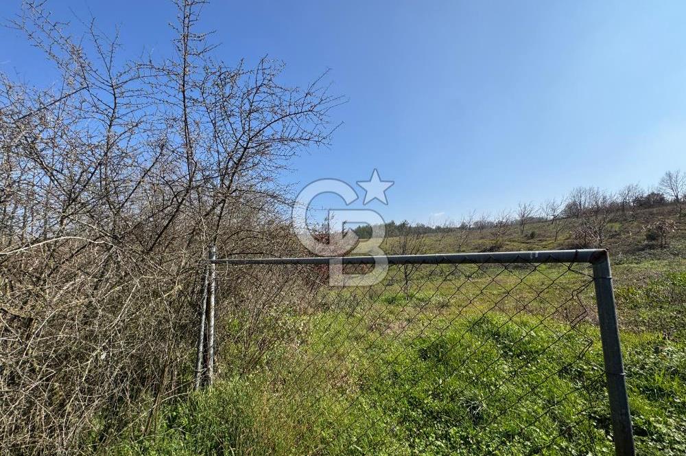 ÇANAKKALE BİGA HARMANLIK KÖYÜ 27.150 M2 SATILIK CEVİZLİK