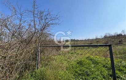 ÇANAKKALE BİGA HARMANLIK KÖYÜ 27.150 M2 SATILIK CEVİZLİK