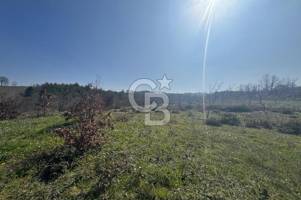 ÇANAKKALE BİGA HARMANLIK KÖYÜ 27.150 M2 SATILIK CEVİZLİK