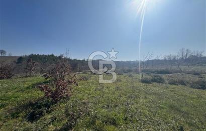 ÇANAKKALE BİGA HARMANLIK KÖYÜ 27.150 M2 SATILIK CEVİZLİK