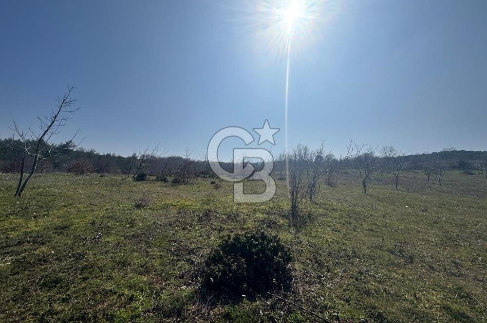 ÇANAKKALE BİGA HARMANLIK KÖYÜ 27.150 M2 SATILIK CEVİZLİK