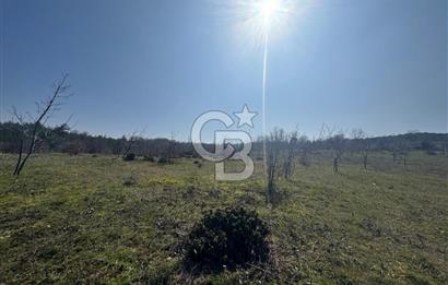 ÇANAKKALE BİGA HARMANLIK KÖYÜ 27.150 M2 SATILIK CEVİZLİK