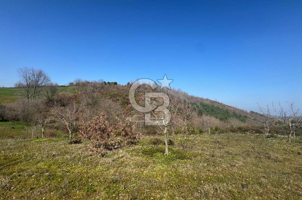 ÇANAKKALE BİGA HARMANLIK KÖYÜ 27.150 M2 SATILIK CEVİZLİK