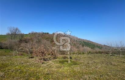 ÇANAKKALE BİGA HARMANLIK KÖYÜ 27.150 M2 SATILIK CEVİZLİK