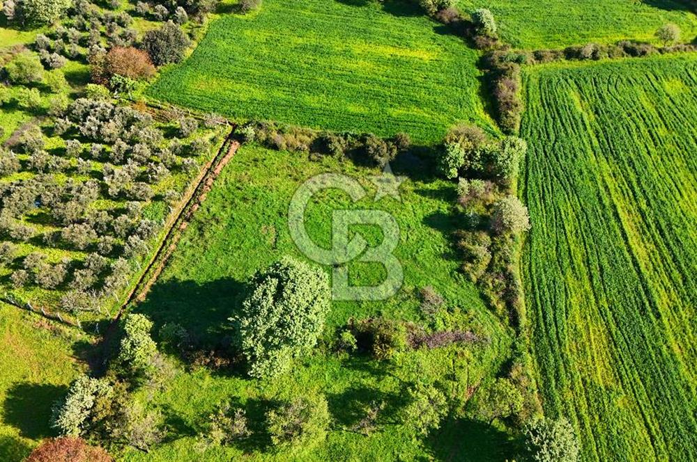 Datça Burgaz Arkası'nda 2.200 m² Bademlik