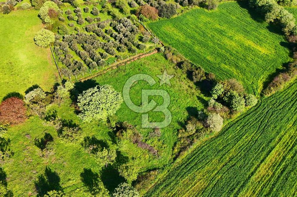 Datça Burgaz Arkası'nda 2.200 m² Bademlik