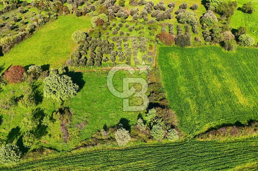 Datça Burgaz Arkası'nda 2.200 m² Bademlik