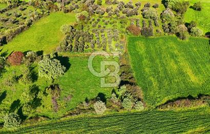 Datça Burgaz Arkası'nda 2.200 m² Bademlik