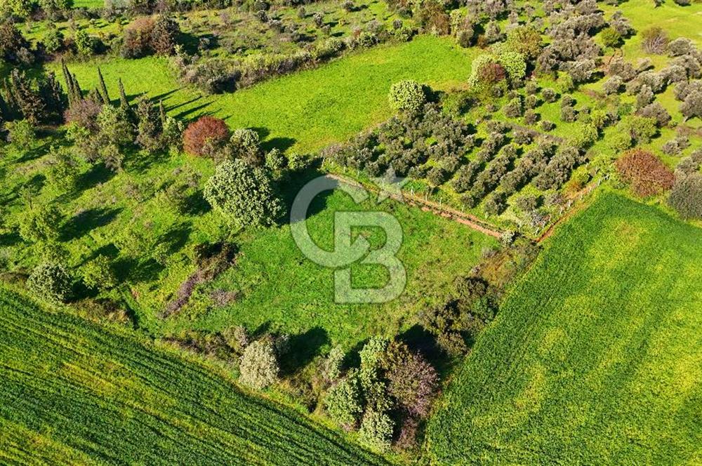 Datça Burgaz Arkası'nda 2.200 m² Bademlik