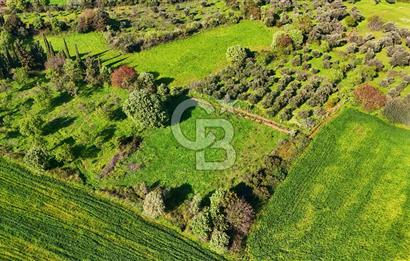 Datça Burgaz Arkası'nda 2.200 m² Bademlik