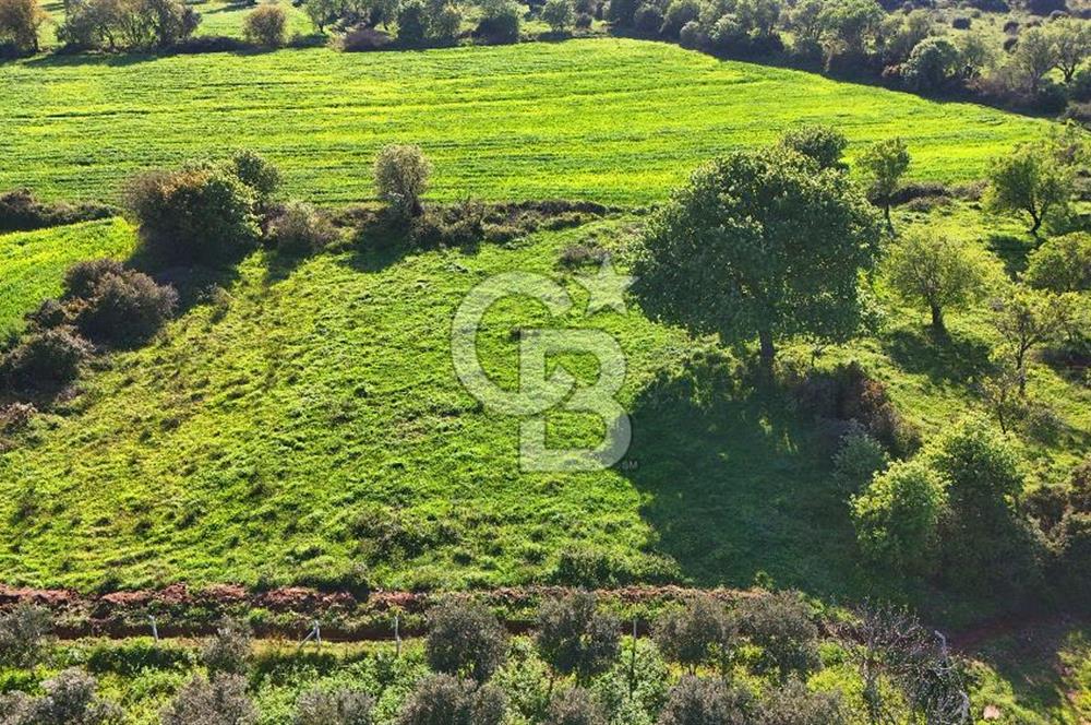 Datça Burgaz Arkası'nda 2.200 m² Bademlik