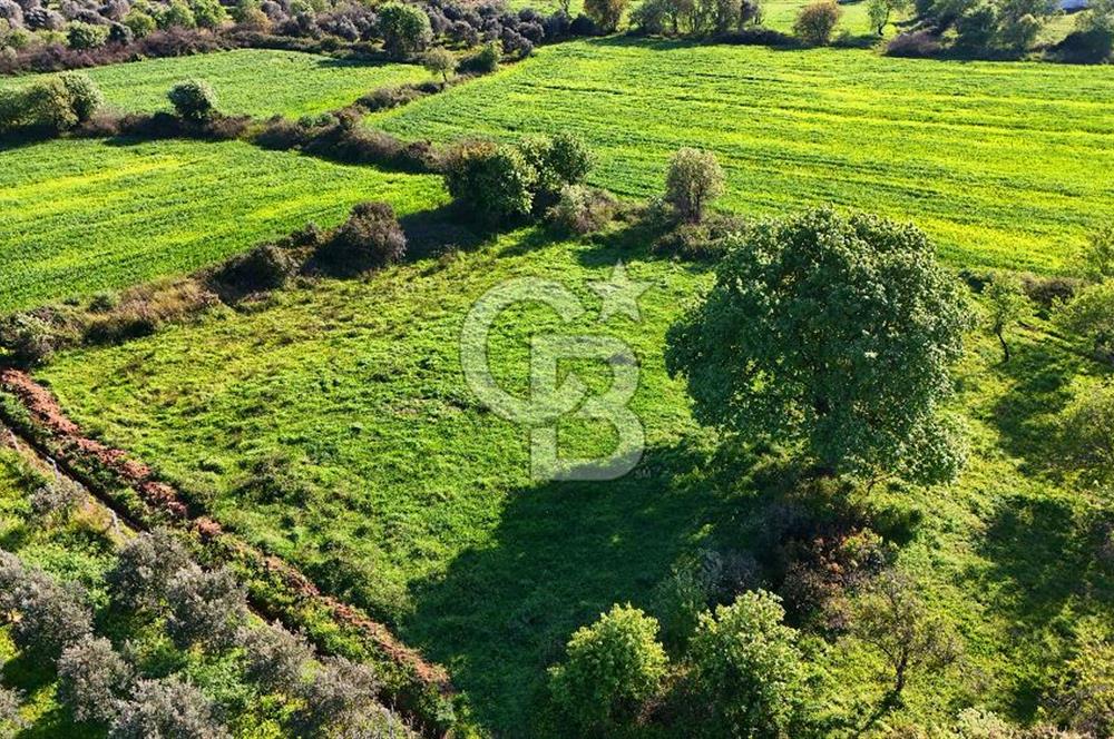 Datça Burgaz Arkası'nda 2.200 m² Bademlik