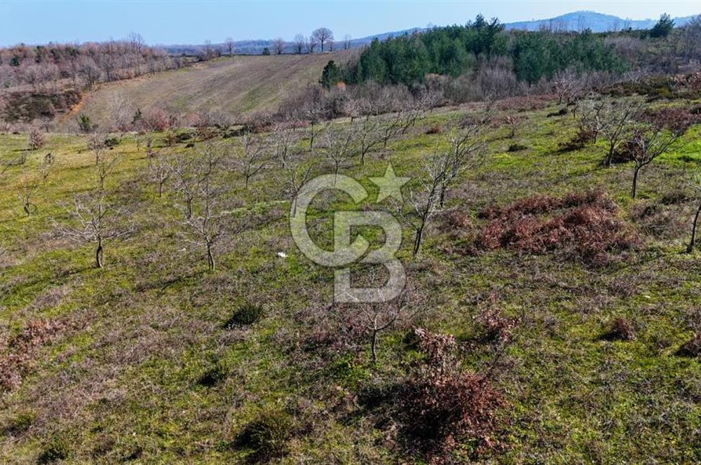 ÇANAKKALE BİGA HARMANLIK KÖYÜ 27.150 M2 SATILIK CEVİZLİK