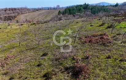 ÇANAKKALE BİGA HARMANLIK KÖYÜ 27.150 M2 SATILIK CEVİZLİK