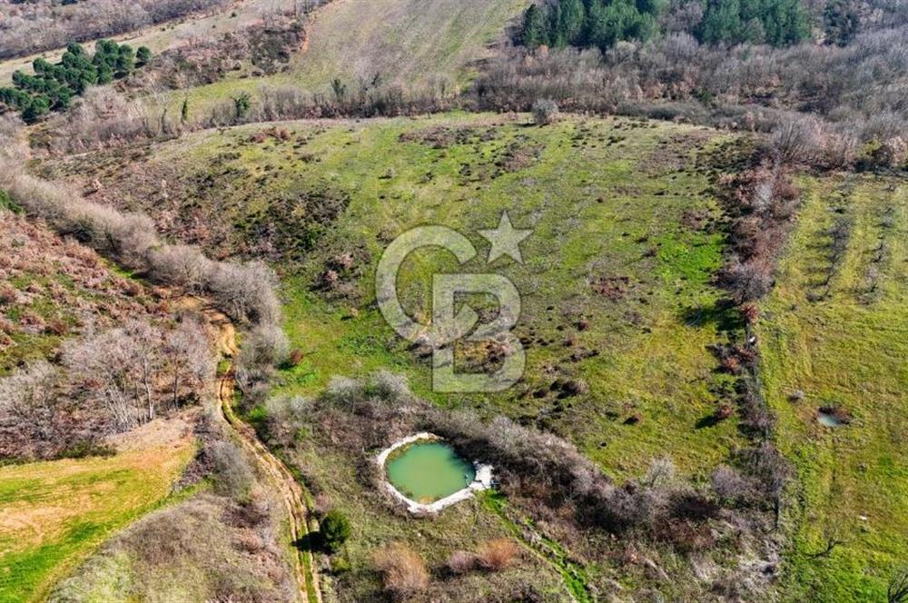ÇANAKKALE BİGA HARMANLIK KÖYÜ 27.150 M2 SATILIK CEVİZLİK