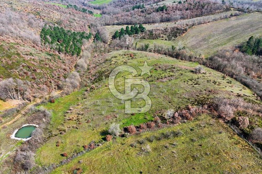 ÇANAKKALE BİGA HARMANLIK KÖYÜ 27.150 M2 SATILIK CEVİZLİK