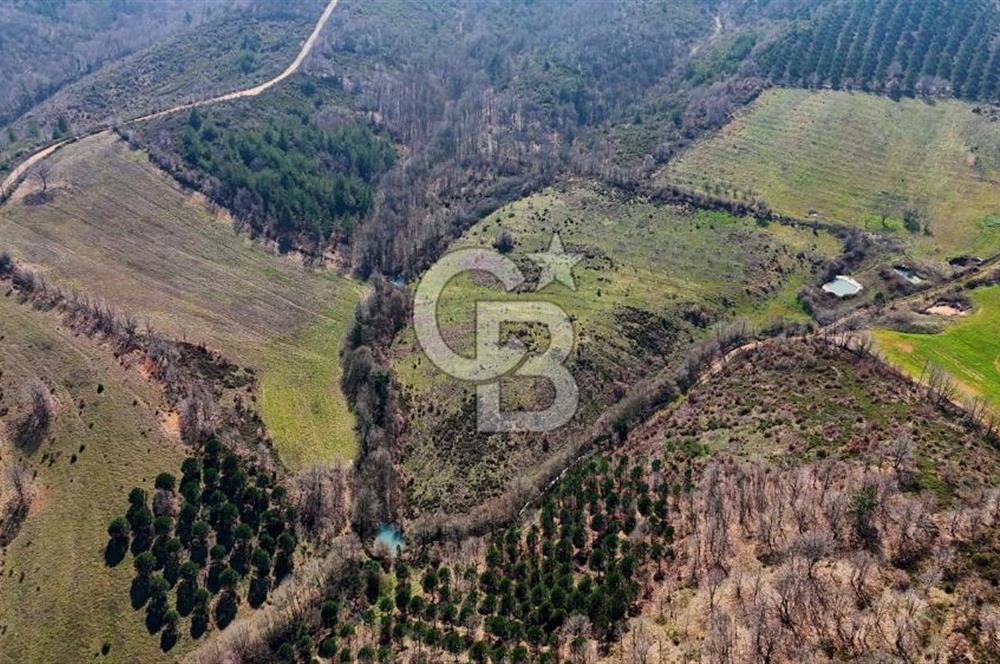 ÇANAKKALE BİGA HARMANLIK KÖYÜ 27.150 M2 SATILIK CEVİZLİK