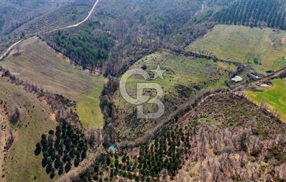 ÇANAKKALE BİGA HARMANLIK KÖYÜ 27.150 M2 SATILIK CEVİZLİK