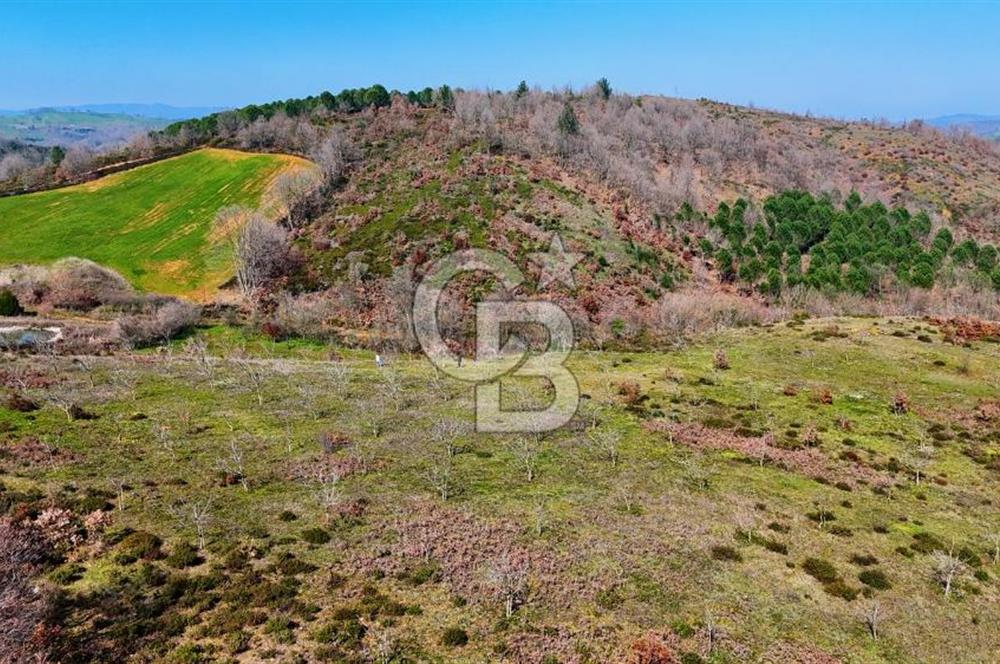 ÇANAKKALE BİGA HARMANLIK KÖYÜ 27.150 M2 SATILIK CEVİZLİK