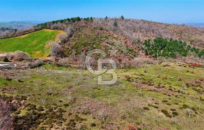 ÇANAKKALE BİGA HARMANLIK KÖYÜ 27.150 M2 SATILIK CEVİZLİK